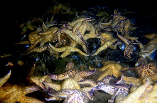 The North Pacific Seastar causes damage when released in foreign waters. 